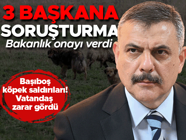 Sokak köpeği saldırıları: 3 belediye başkanına soruşturma izni
