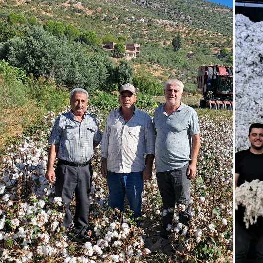 Söke Ovası'nda beyaz altın mesaisi: İlk pamuk 100 liradan satıldı