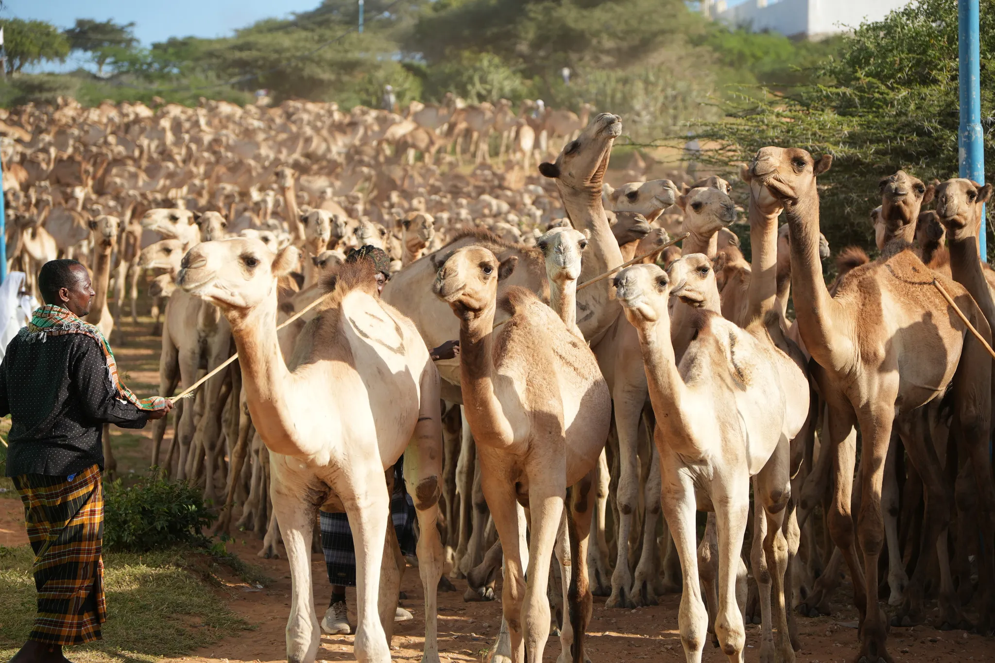 Somali'de Mevlid-i Nebi Coşkusu: 1538 Deve Kurban Edilecek