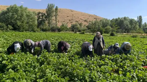 Şuhut'ta Taze Fasulye Hasadı Başladı: Fiyatlar 50-60 TL'den Alıcı Buluyor