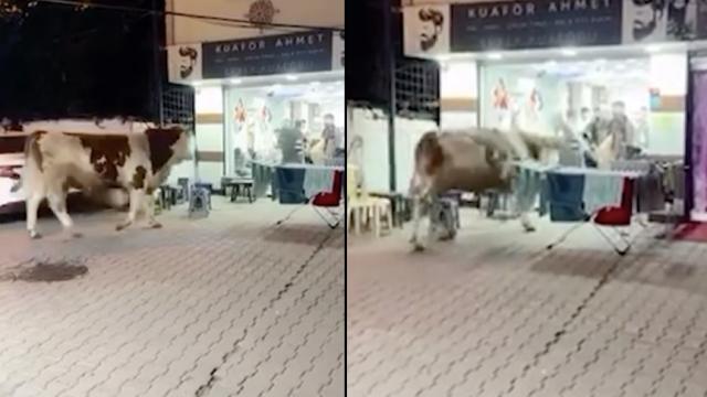 Sultanbeyli'de kaçan kurbanlık tosun kuaför salonuna girdi