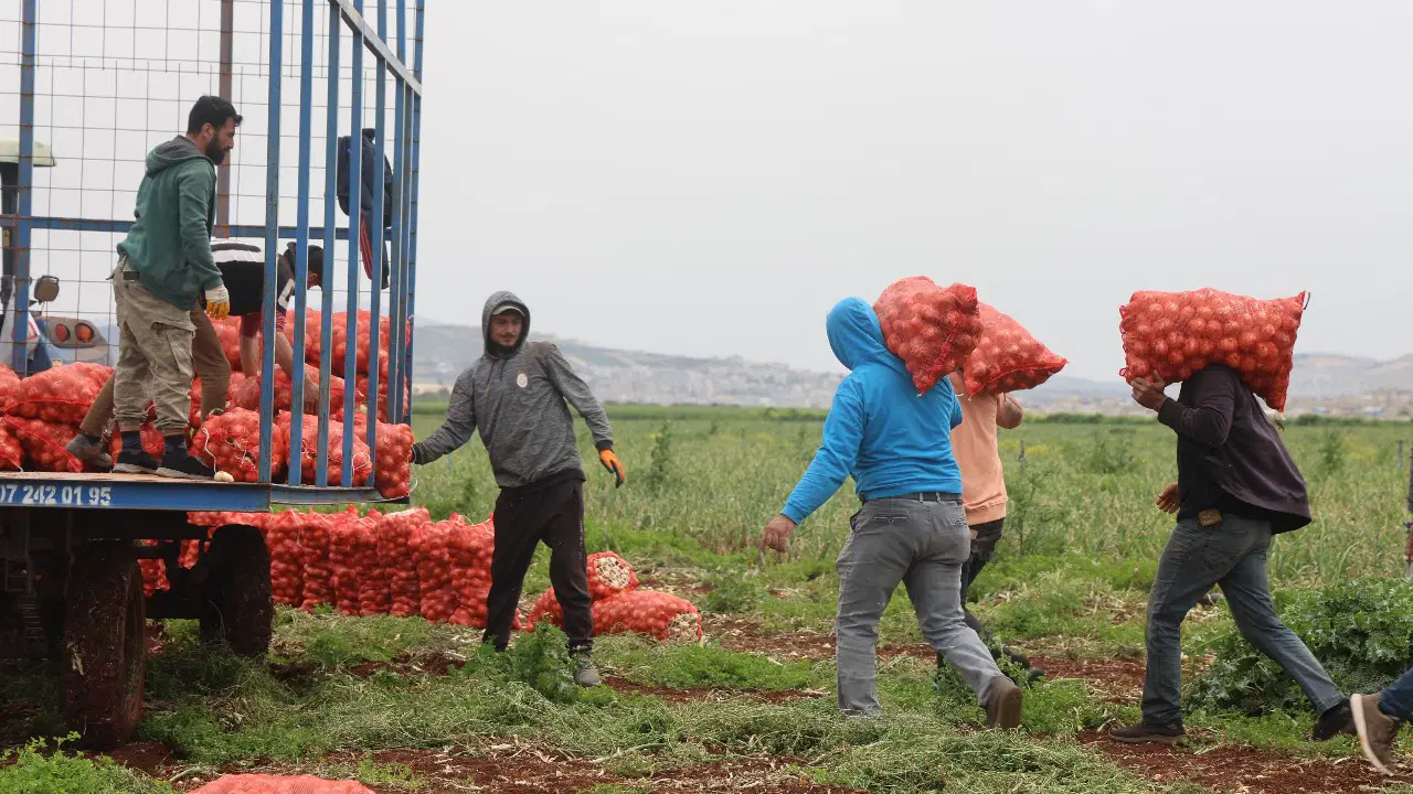 Suluova Soğanında Hasat Başladı: Kilosu 15 TL'den Alıcı Buluyor
