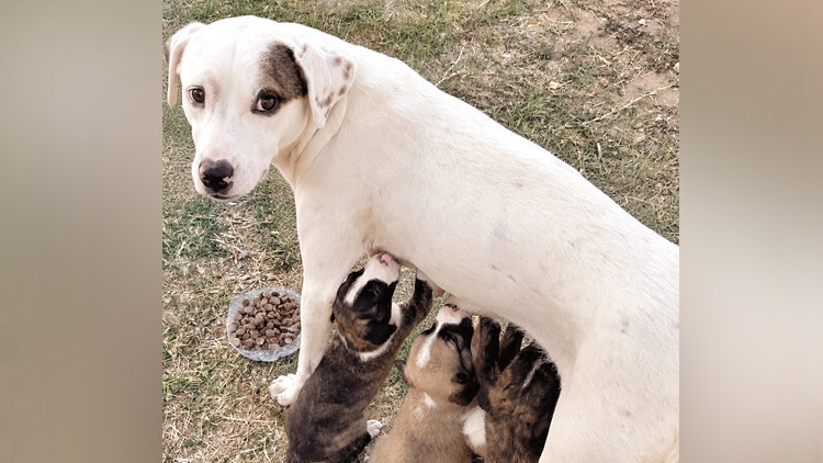 Sütlaç İçin Adalet: Yazlıkta Katledilen Köpeğin Katilleri Aranıyor