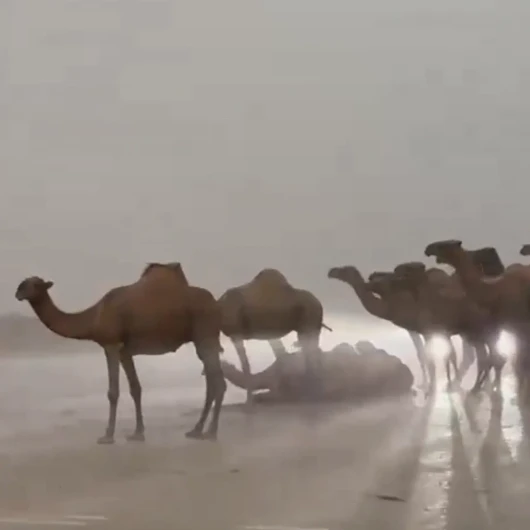 Suudi Arabistan'da sağanak develeri şaşkına çevirdi