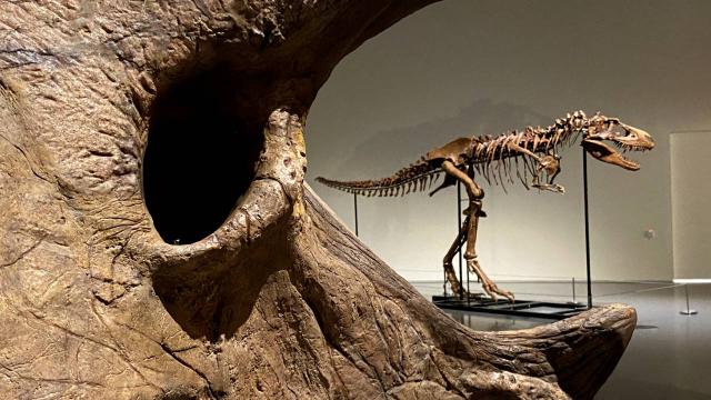 T-Rex Fosili 50 Milyon Dolara Satıldı: Tarihin En Pahalı Fosili