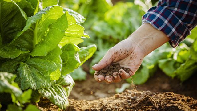 Tarım Destekleri Artırıldı: Üreticiye Yeni Müjde