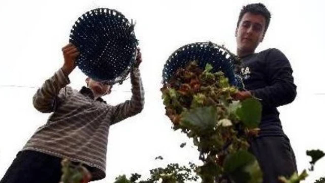 Köylü can suyu beklerken milyarlarca dolarlık bütçe sanayiye: Tarımda dolaylı tasfiye
