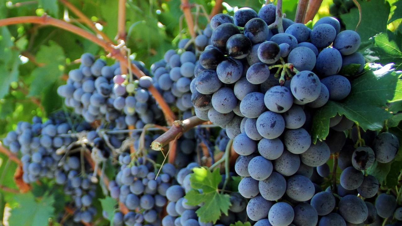 Tarımda Üretici Fiyatları Eylül'de Geriledi: Yıllık Artış %12,93