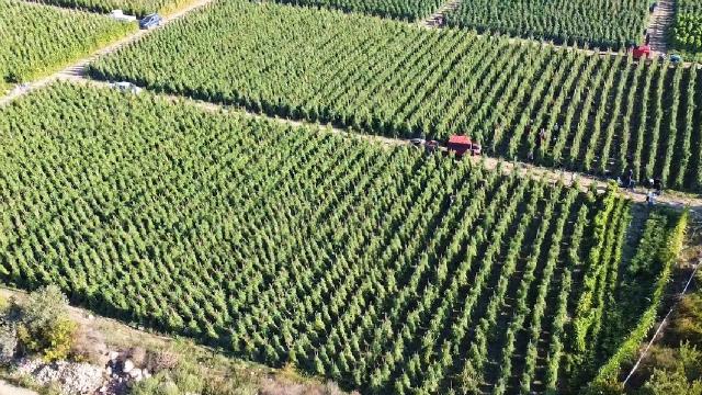 Tarımsal destek ödemesi bugün hesaplara aktarılıyor