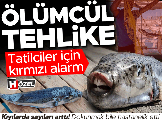 Tatilciler için kırmızı alarm: Ölümcül tehlike! Kıyılarda sayıları arttı