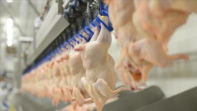 Tavuk eti üretimi mayısta yüzde 16 düştü, yumurta üretimi arttı