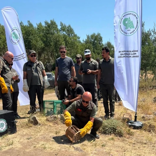 Tedavileri Tamamlanan Yaban Hayvanları Nemrut Kalderası'nda Salındı