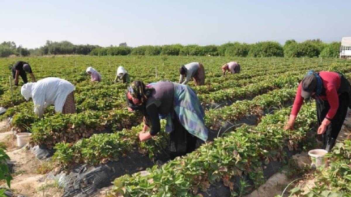 Tek Dikimle 20 Yıl Hasat: Kuşkonmaz Üreticinin Yüzünü Güldürüyor