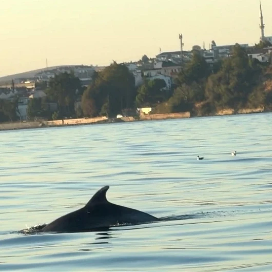 Tekirdağ'da Yunuslar Tekneyle Yarıştı