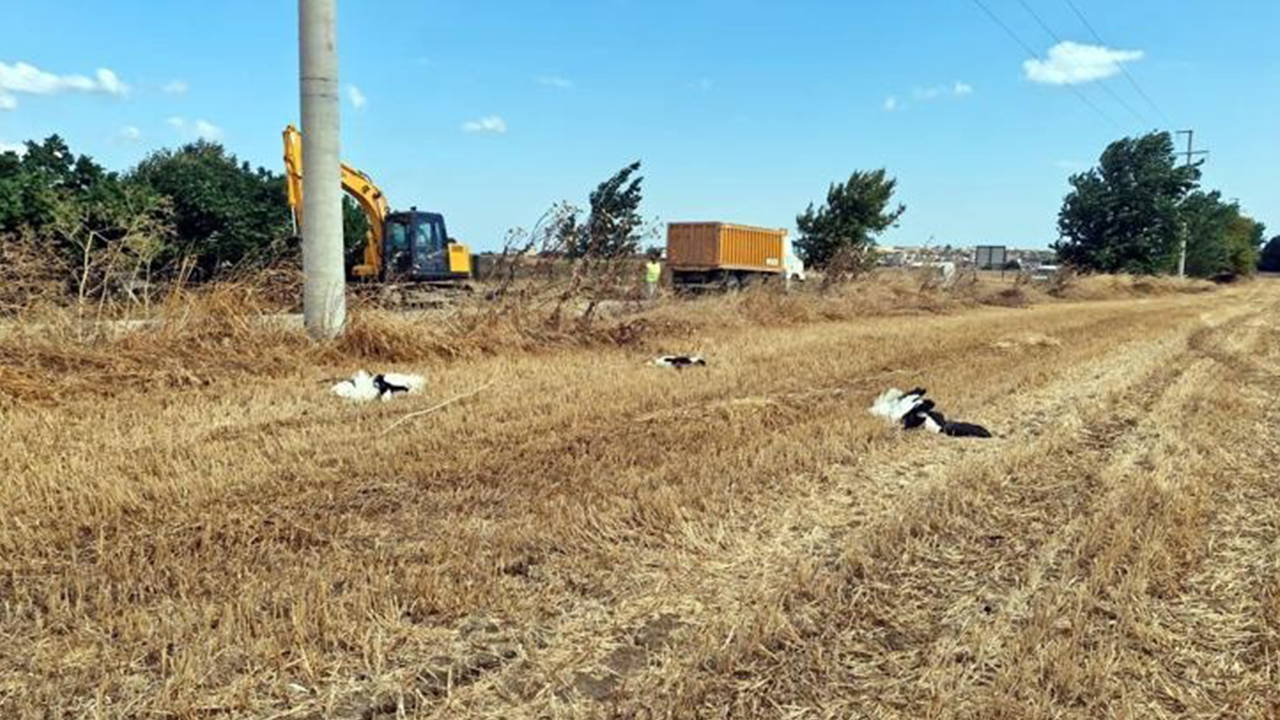 Tekirdağ'da 30 Leylek Elektrik Akımına Kapıldı: 'Bu Kadarına İlk Kez Rastlıyoruz