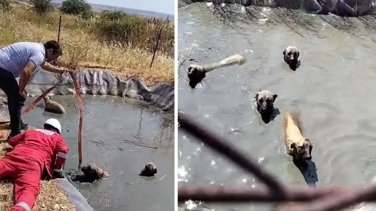 Tekirdağ'da naylon gölete düşen 4 köpek vatandaşlar tarafından kurtarıldı