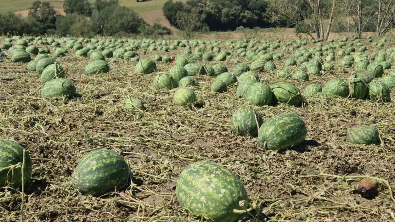 Tekirdağ'da Süper Hücre Felaketi: 35 Bin Dekar Tarım Alanı Zarar Gördü