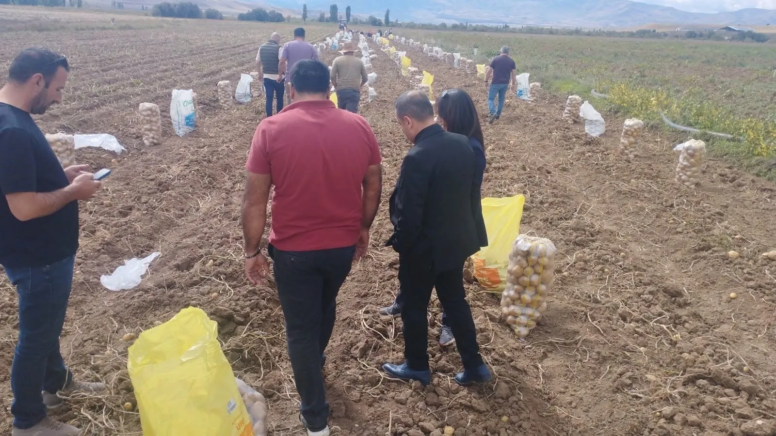 Tercan'da patates hasadı başladı: Üreticiler tarlada yoğun mesai yapıyor