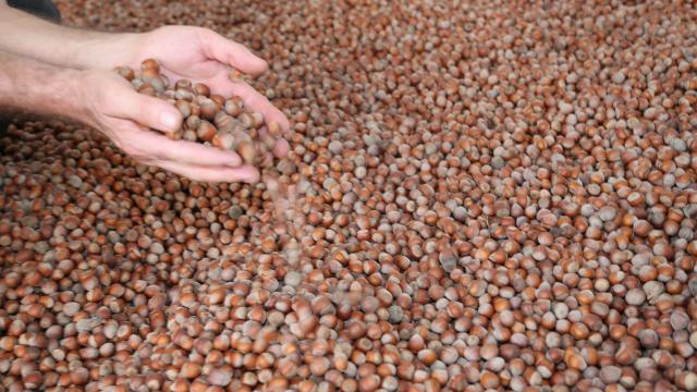 Ticaret Bakanlığı'ndan Fındık Piyasasına Sıkı Denetim