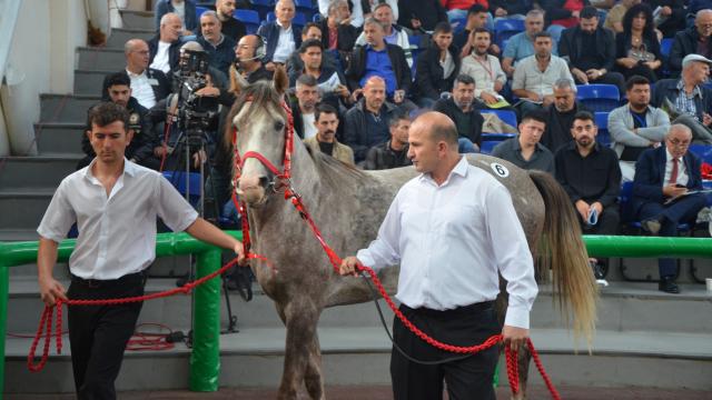 TİGEM 17 Safkan Arap Koşu Tayı Satışa Çıkıyor
