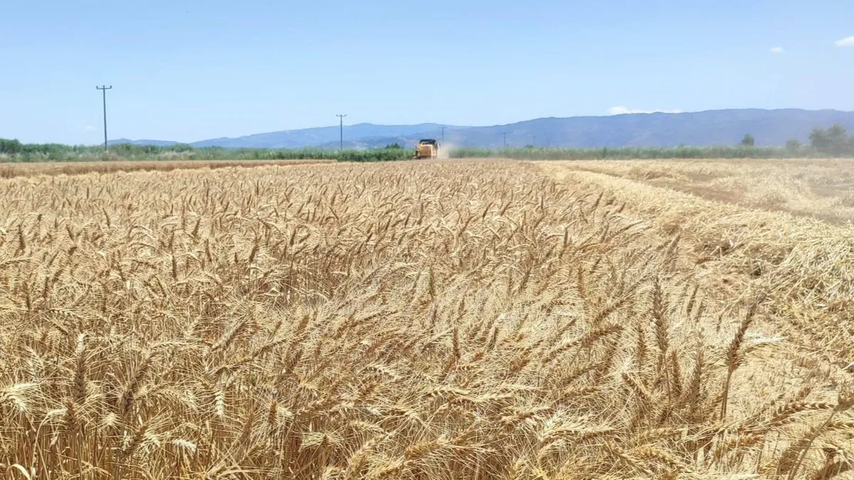 TMO 2026 hububat alım fiyatlarını duyurdu: Buğday ve arpa fiyatları belli oldu