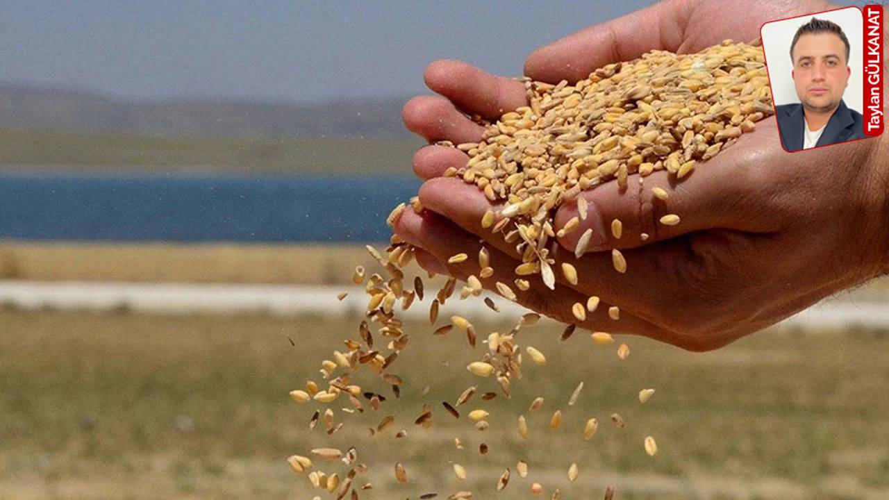 TMO fiyatları düşürünce çiftçi tüccara mahkum oldu: 'Ürünümüzü almamak için elinden geleni yapıyor