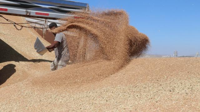 TMO'dan tarihi rekor: 8,3 milyon ton hububat alımı