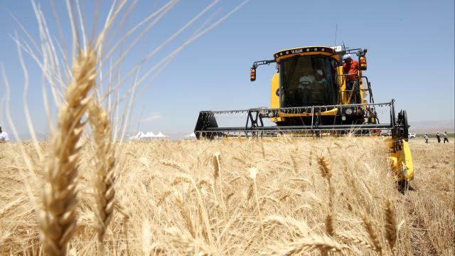 TMO'dan Rekor Alım: 12,3 Milyon Ton Hububat, 180 Milyar TL Ödeme