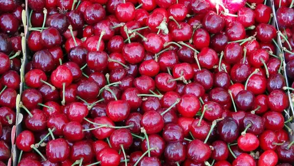 Tokat'ta aşırı yağışlar erkenci kirazı vurdu, üretici mağdur