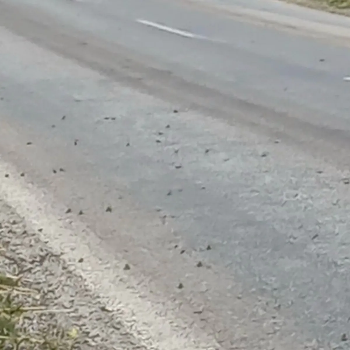 Tokat'ta kurbağalar kara yolunu işgal etti: Binlercesi bir anda karşıya geçmeye çalıştı