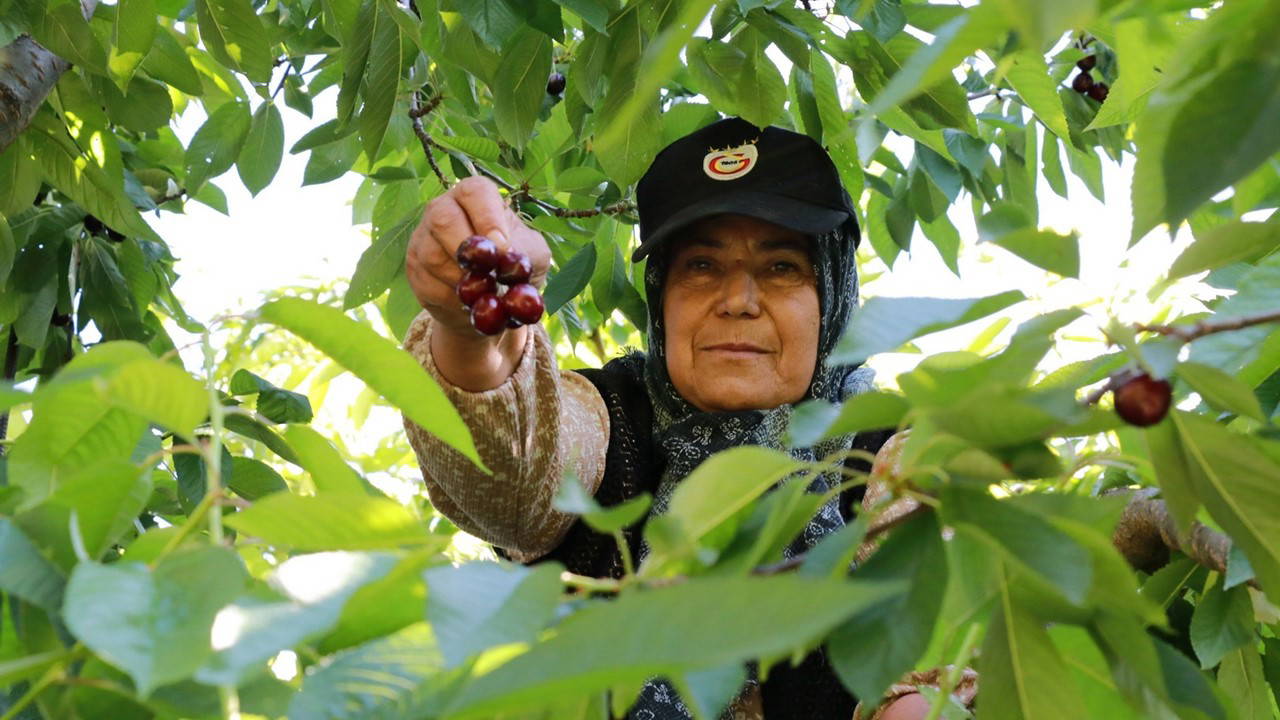 Tokat'ta Don Felaketi: Mahsul Dalında Hasar Gördü