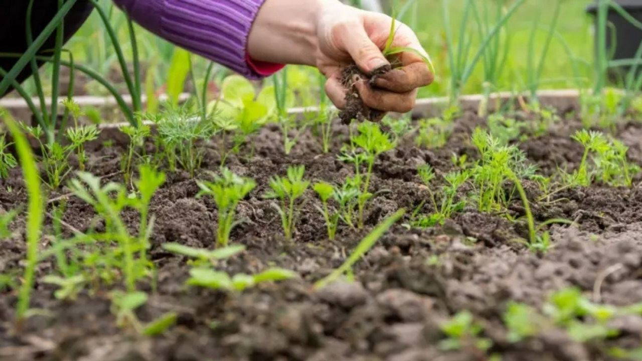 Toprakla temas bağışıklığı güçlendiriyor: Çamurdan korkmayın