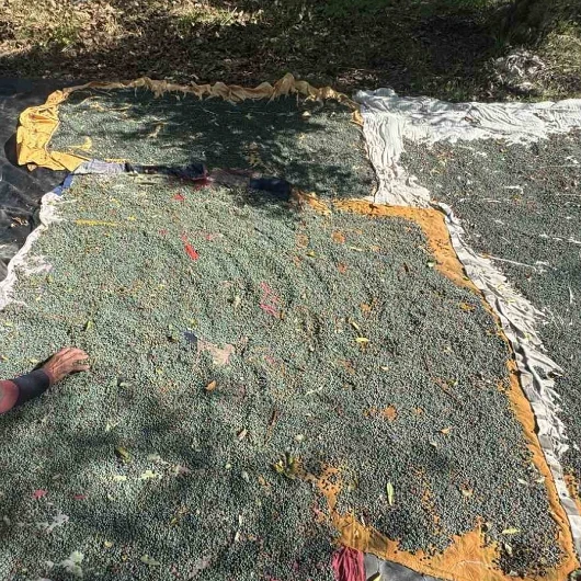 Toros Dağları'nın menengiç meyvesi Akseki'ye altın kazandırıyor