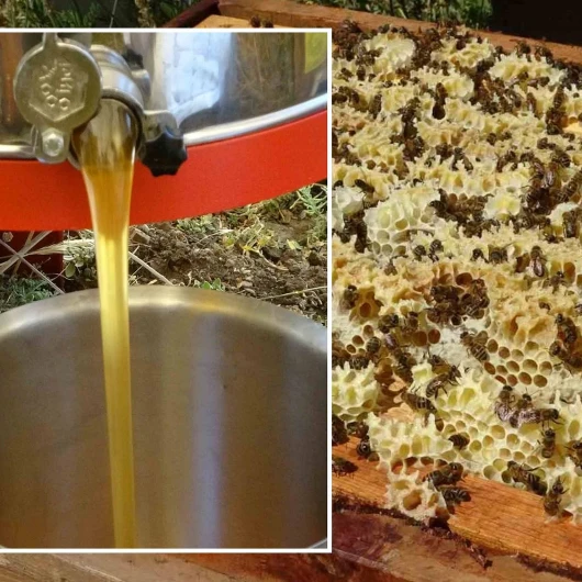Toroslar'da Altın Hasat Başladı: Bal Üretimi Rekor Kıracak