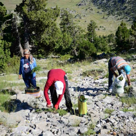 Toroslar'da Kekik Hasadı: Akseki'nin Doğal Zenginliği Tezgahlarda