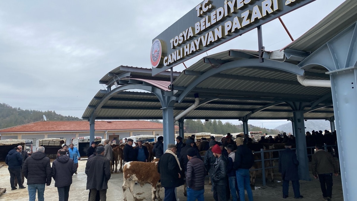 Tosya Canlı Hayvan Pazarı Şap Hastalığı Nedeniyle Kapatıldı