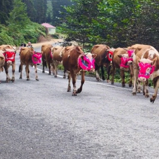 Trabzon Şalpazarı'nda Yayla Dönüşü Başladı