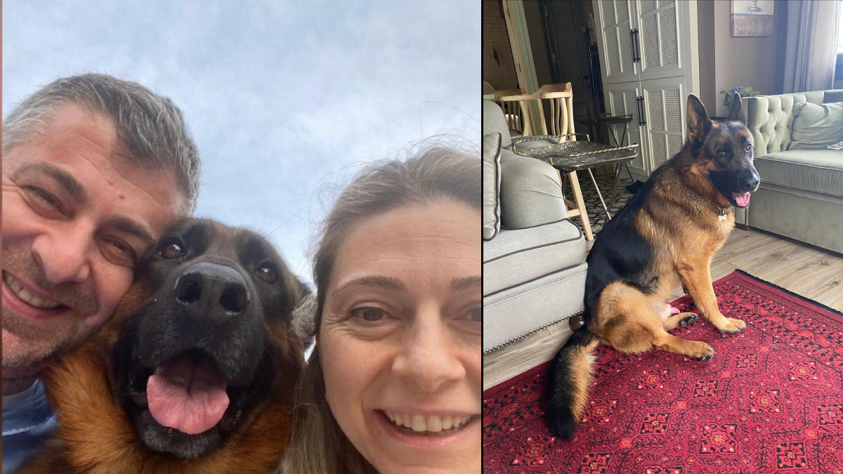 Trabzon'da 25 gündür kayıp köpek için 100 bin TL ödül