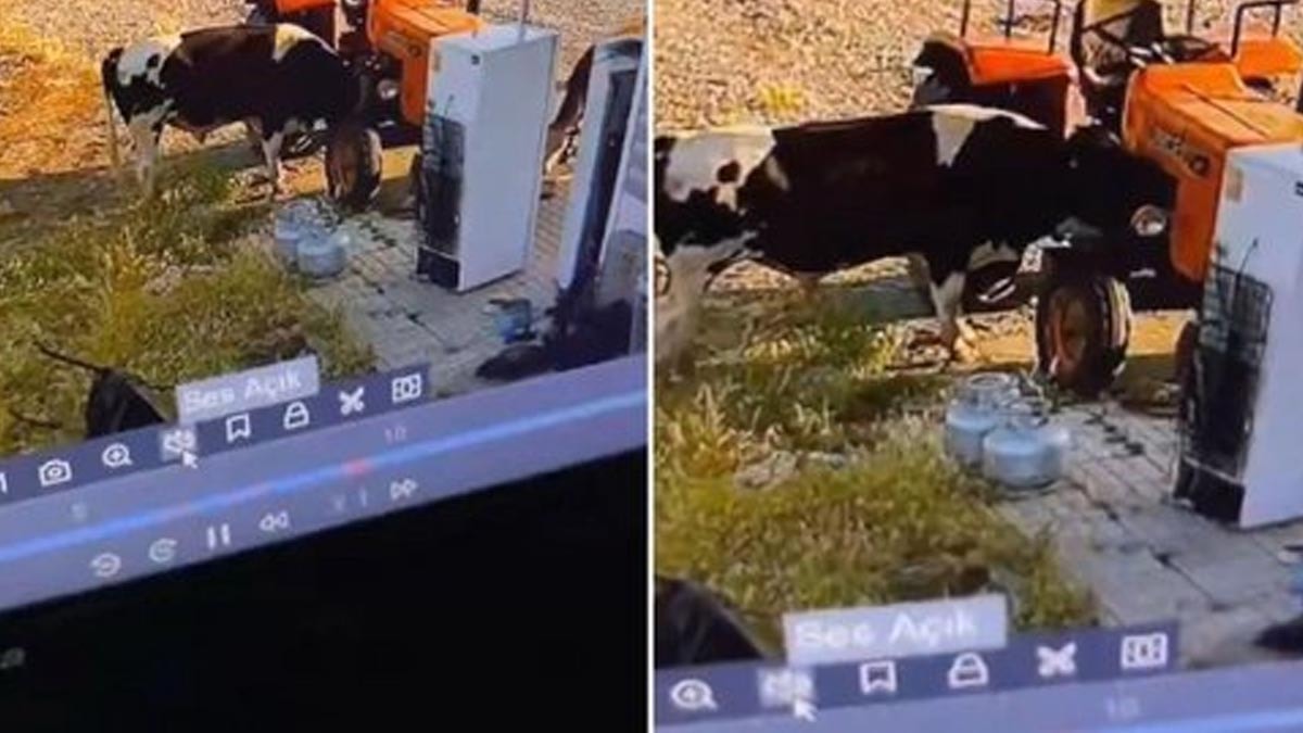 Traktörü Kaşıyan Tosun Şaşkına Çevirdi