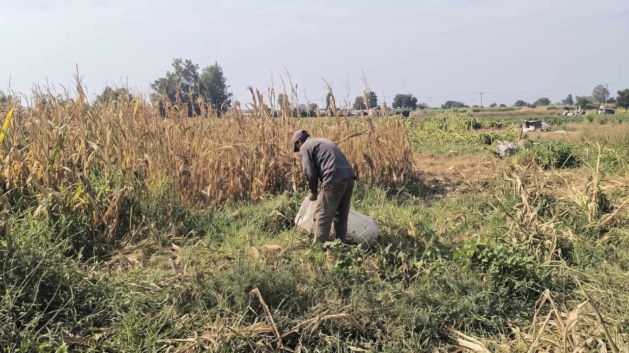 Trakya'da çürüklük hastalığı tarlaları vurdu: Çiftçi perişan