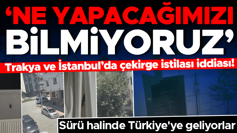 Trakya ve İstanbul'da çekirge istilası iddiası: Ne yapacağımızı bilmiyoruz