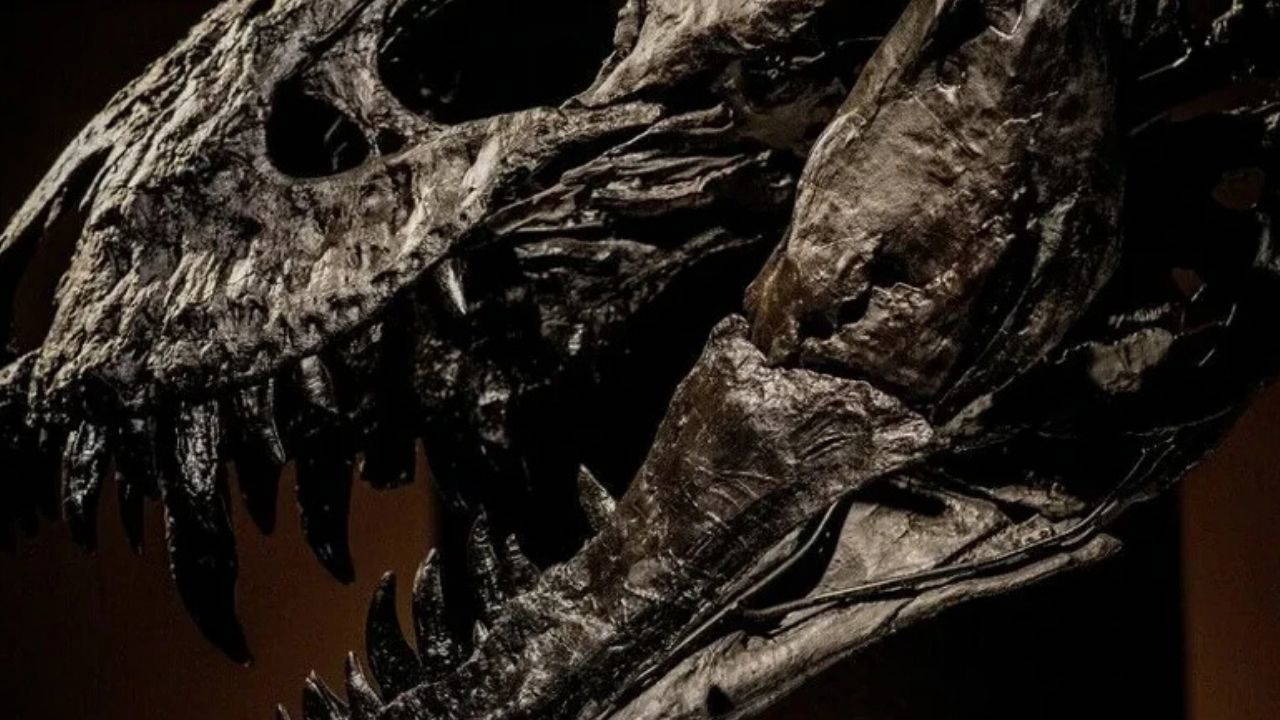T-rex'in Vücut Isısı İnsanlara Benzer Çıktı