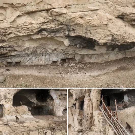 Tunceli'deki İn Delikleri'ne yaban keçileri tırmandı