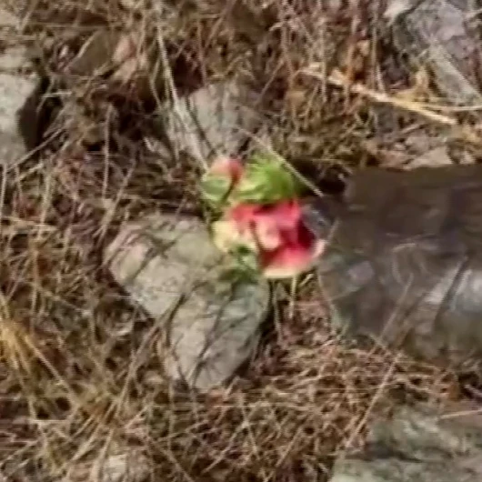Tunceli'de Doçentten Yürek Isıtan Jest: Susayan Kaplumbağaya Karpuz İkramı
