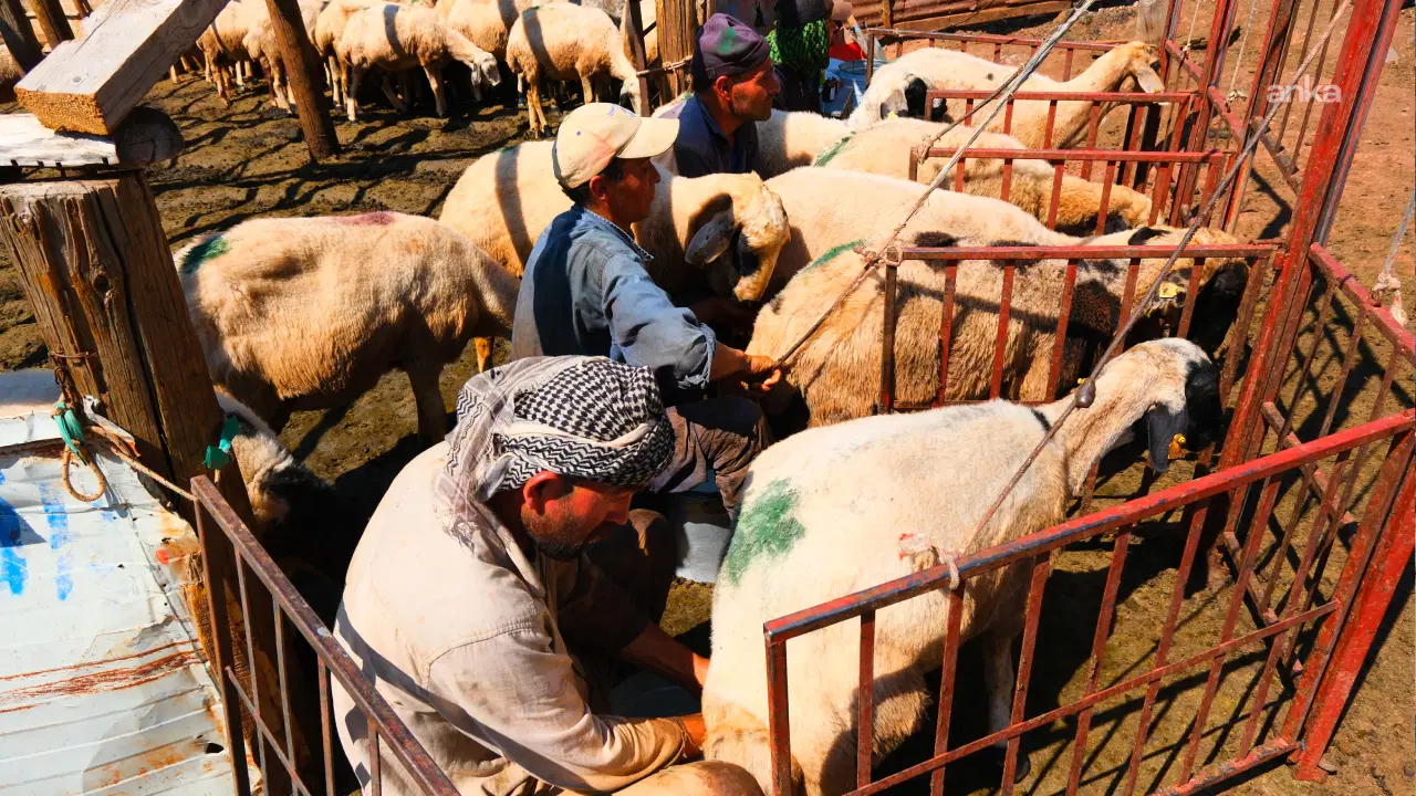 Tunceli'de besiciler yayla sorunlarına isyan etti: 'Bir ay içinde 30-40 malım telef oldu