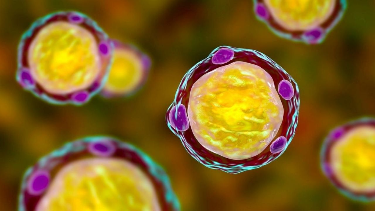 Tunceli'de Blastocystis Mikroorganizması Araştırılıyor