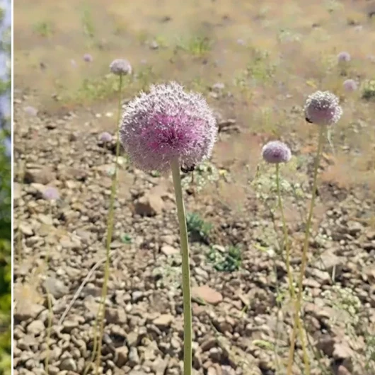 Tunceli'de endemik dağ sarımsağına rekor ceza: 2 milyon 97 bin TL