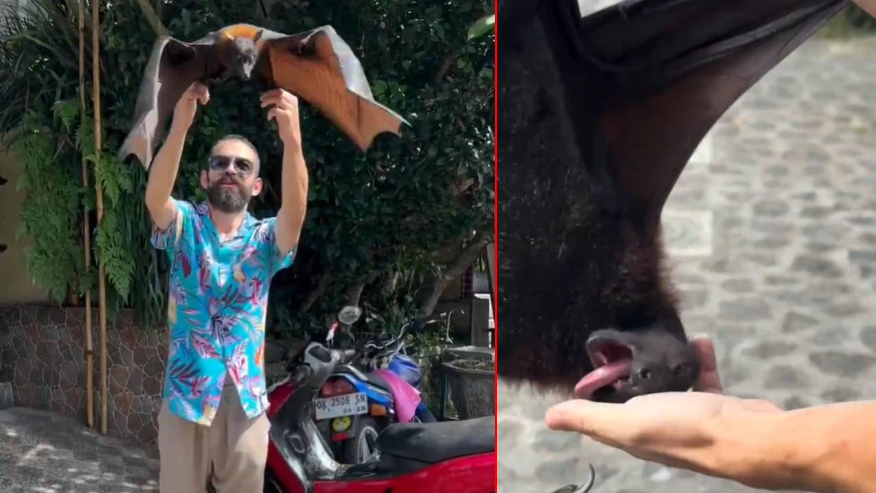 Türk YouTuber'ı En Tehlikeli Yarasa Isırdı: COVID-19 Korkusu
