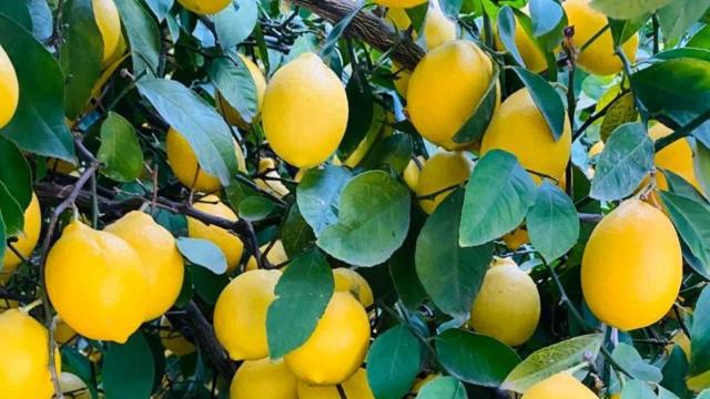 Türkiye'den 4 ayda 195 milyon dolarlık limon ihracatı