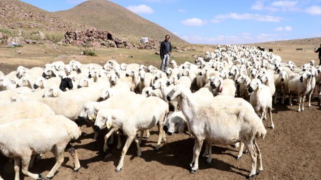 Türkiye Hayvan Varlığında Avrupa'yı Geride Bıraktı